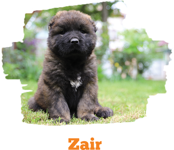 Zair