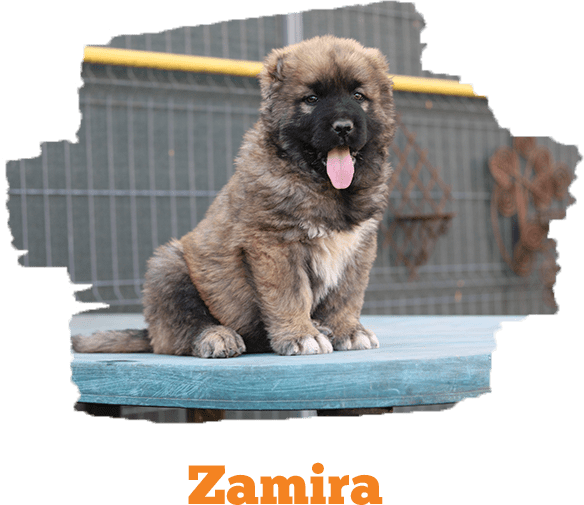 Zamira
