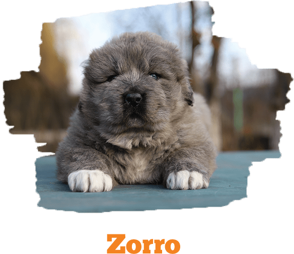 Zorro